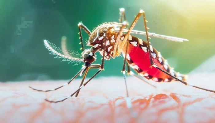 ২৪ ঘণ্টায় ডেঙ্গুতে প্রাণ গেল ৬ জনের