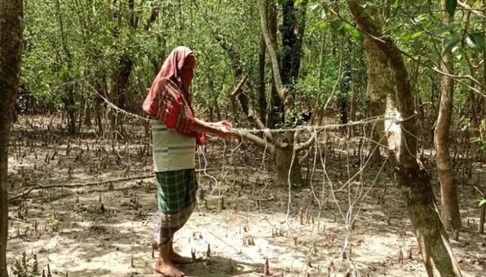 প্রভাবশালীদের ‘ম্যানেজ’ করে হরিণ শিকার, সক্রিয় ২০ চক্র