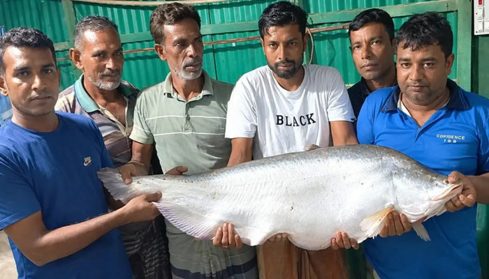 বড়শিতে ধরা পড়ল সাড়ে ১৩ কেজি ওজনের চিতল মাছ