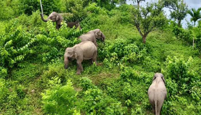 রাঙামাটিতে ৫ বছরে ১৩ প্রাণহানি, মারা গেছে ৭ বন্য হাতি