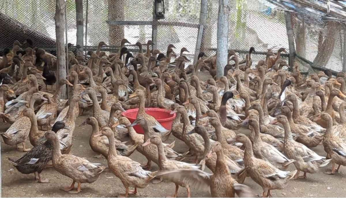 অভাব জয় করে দুর্গাপুর এখন ‘হাঁসের গ্রাম’